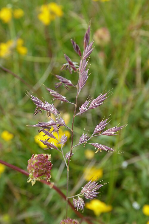 Red fescue: Grasblüte eines Rot-Schwingels an der Aschenburg bei Harste, FFH-Gebiet und Teil des Landschaftsschutzgebietes Leinebergland im Landkreis Göttingen (Niedersachs