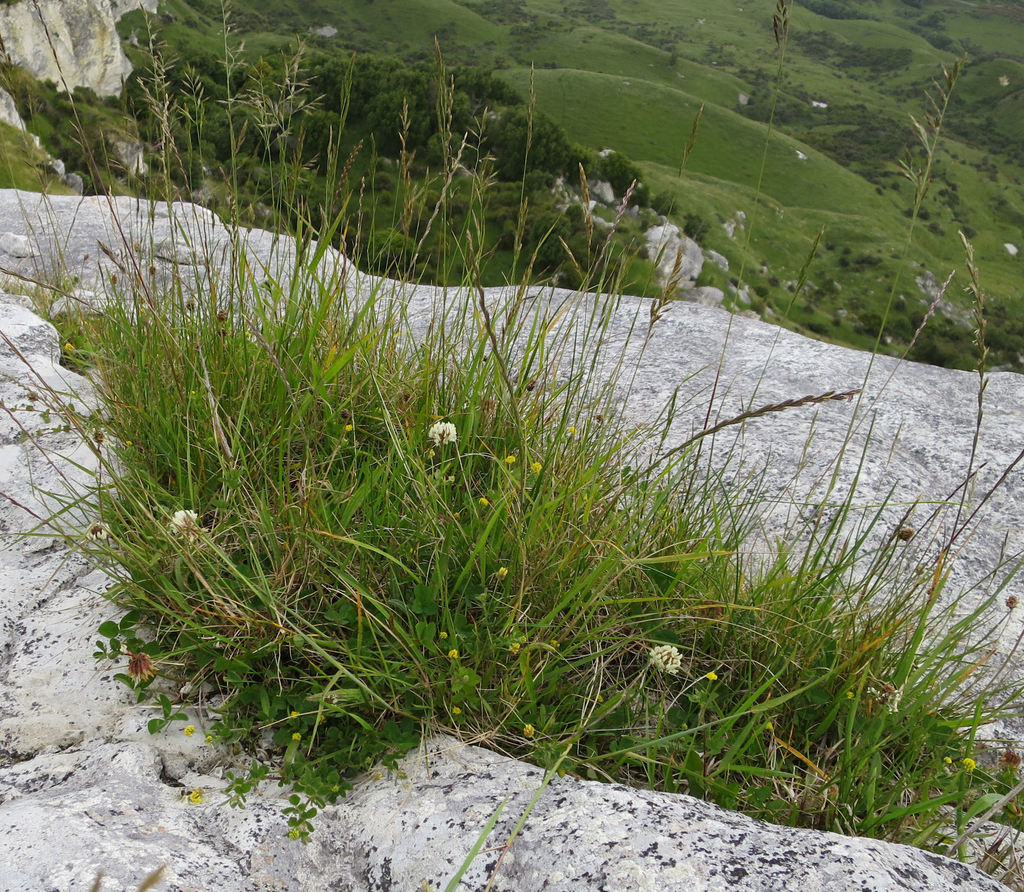 Red fescue (Festuca rubra)