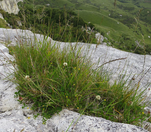 Red fescue (Festuca rubra)