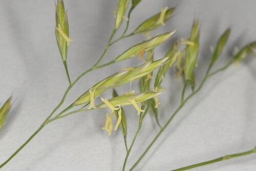 Red fescue: Festuca rubra L. subsp. fallax (Thuill.) Nyman, Søborg, Denmark, 30 May 2016