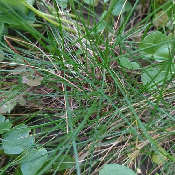 Red fescue (Festuca rubra)