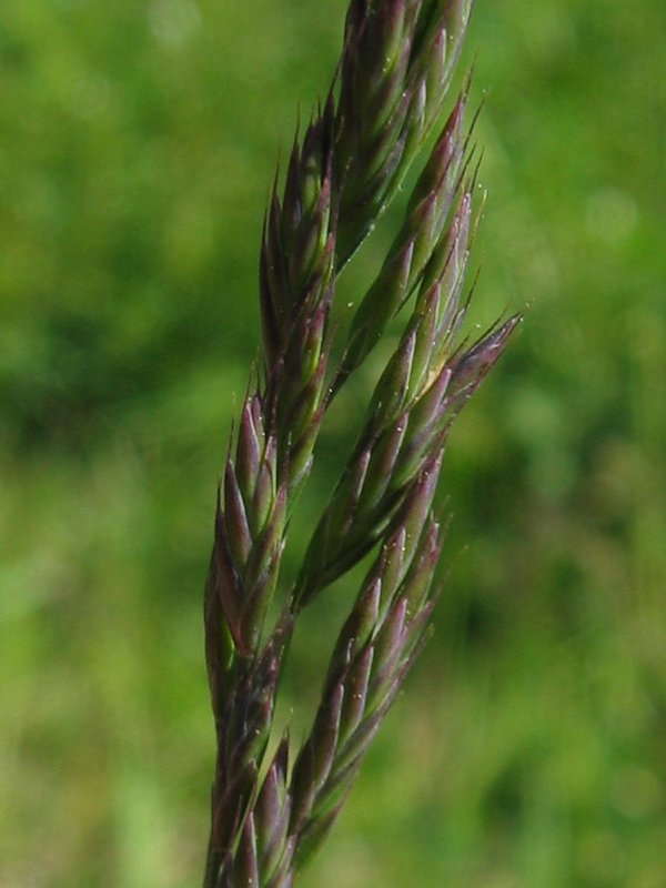 Red fescue: Rot-Schwingel Festuca rubra agg., Stoltera Nähe Rostock