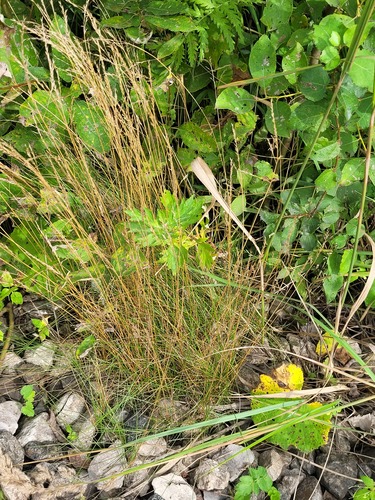 Red fescue (Festuca rubra)