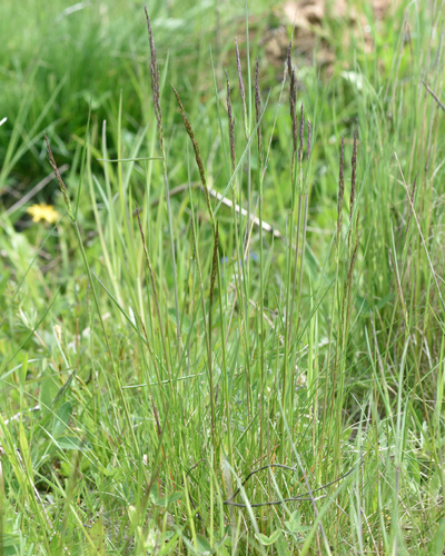 Red fescue (Festuca rubra)