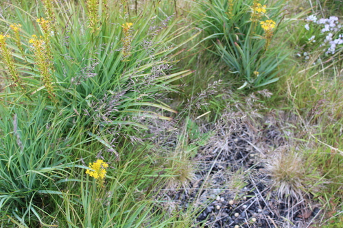Red fescue (Festuca rubra)
