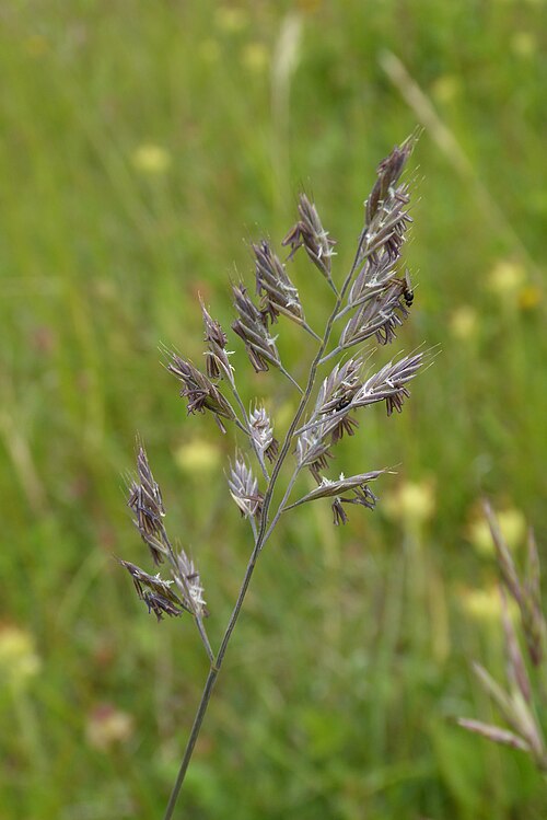 Red fescue: Grasblüte eines Rot-Schwingels an der Aschenburg bei Harste, FFH-Gebiet und Teil des Landschaftsschutzgebietes Leinebergland im Landkreis Göttingen (Niedersachs