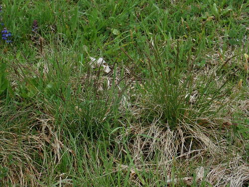 Festuca rupicola (Festuca rupicola)