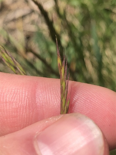 Festuca rupicola (Festuca rupicola)