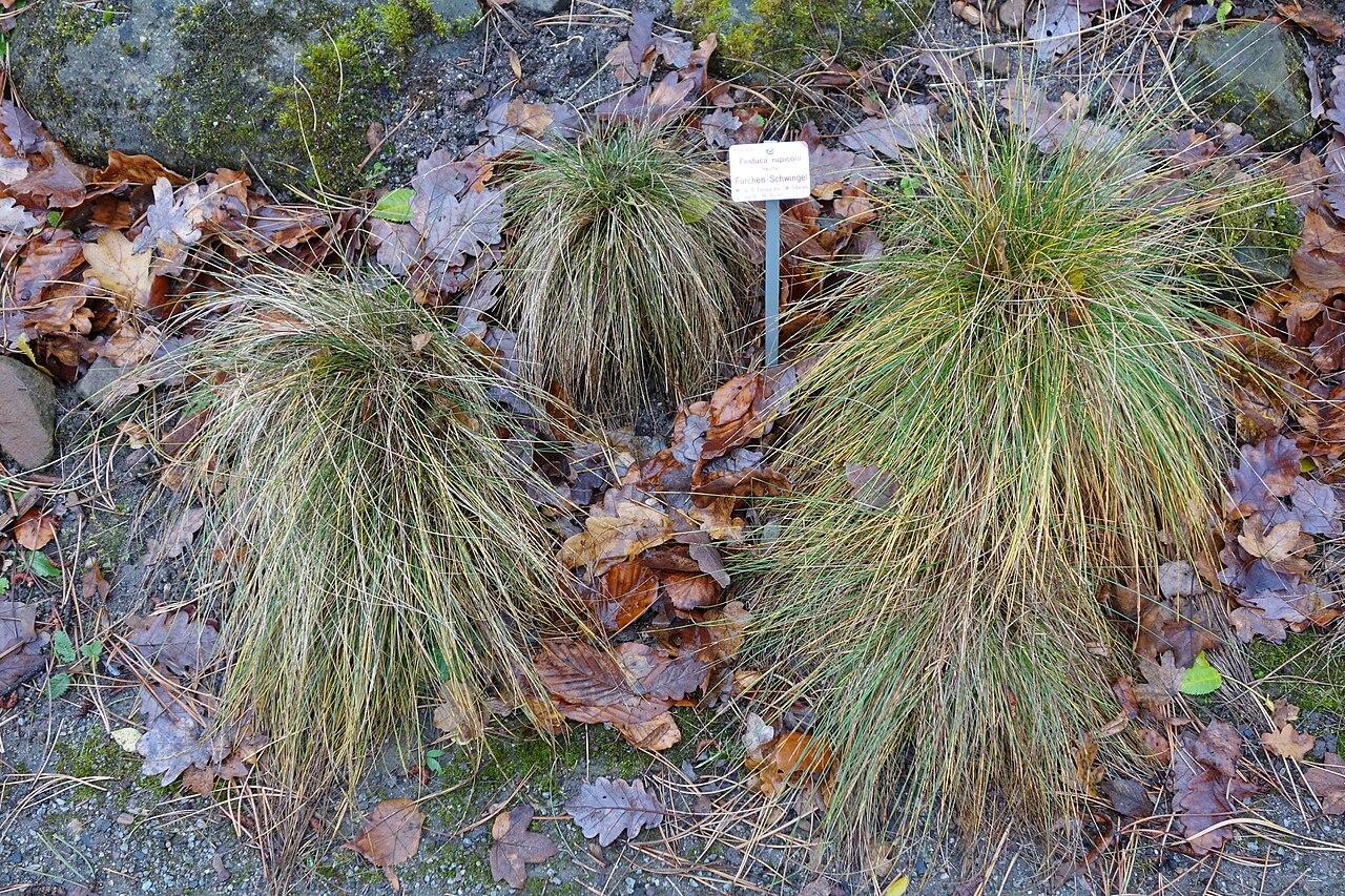 Festuca rupicola: Botanical specimen in the Botanischer Garten, Dresden, Germany.