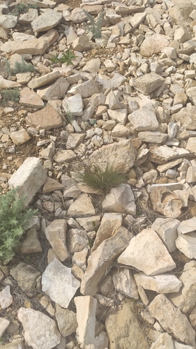 Festuca rupicola (Festuca rupicola)