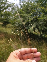 Festuca rupicola (Festuca rupicola)