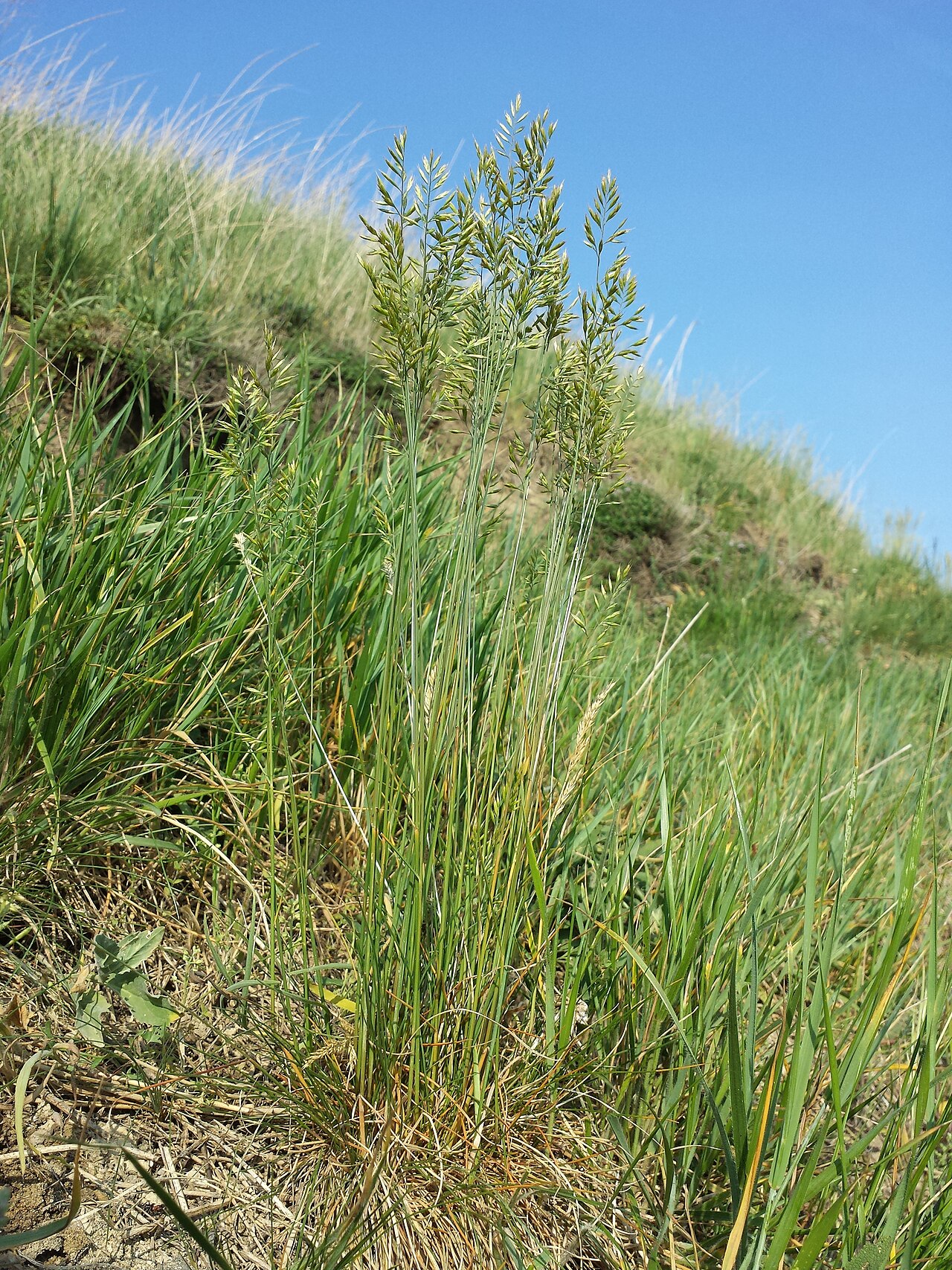 Festuca rupicola: Habitus Taxonym: Festuca rupicola ss Fischer et al. EfÖLS 2008 ISBN 978-3-85474-187-9 Location: Leeberg north-west of Niederhollabrunn, district Korneuburg, Low