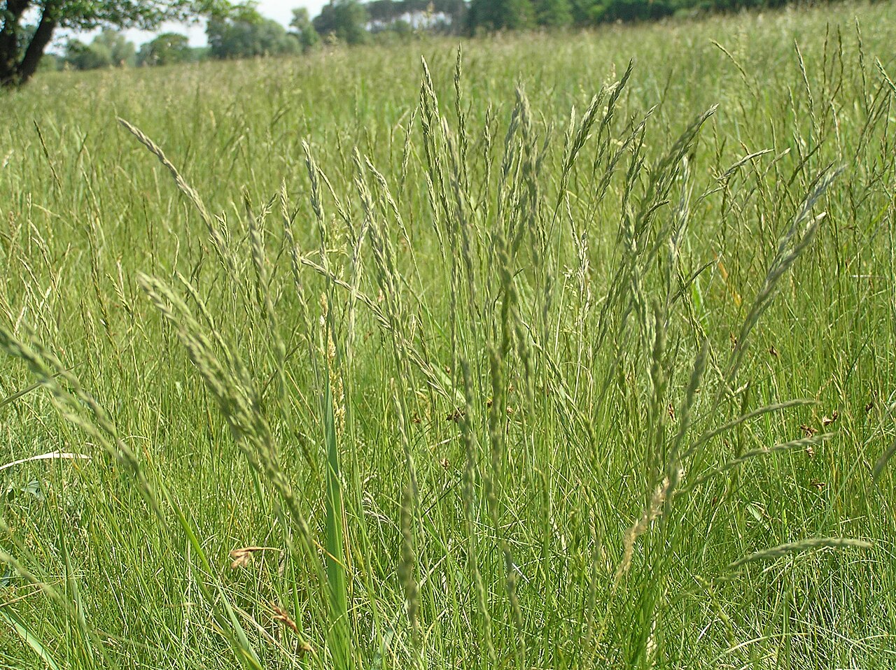 Festuca rupicola: Festuca rupicola, Lánské louky near Lanžhot, Southern Moravia, Czech Republic