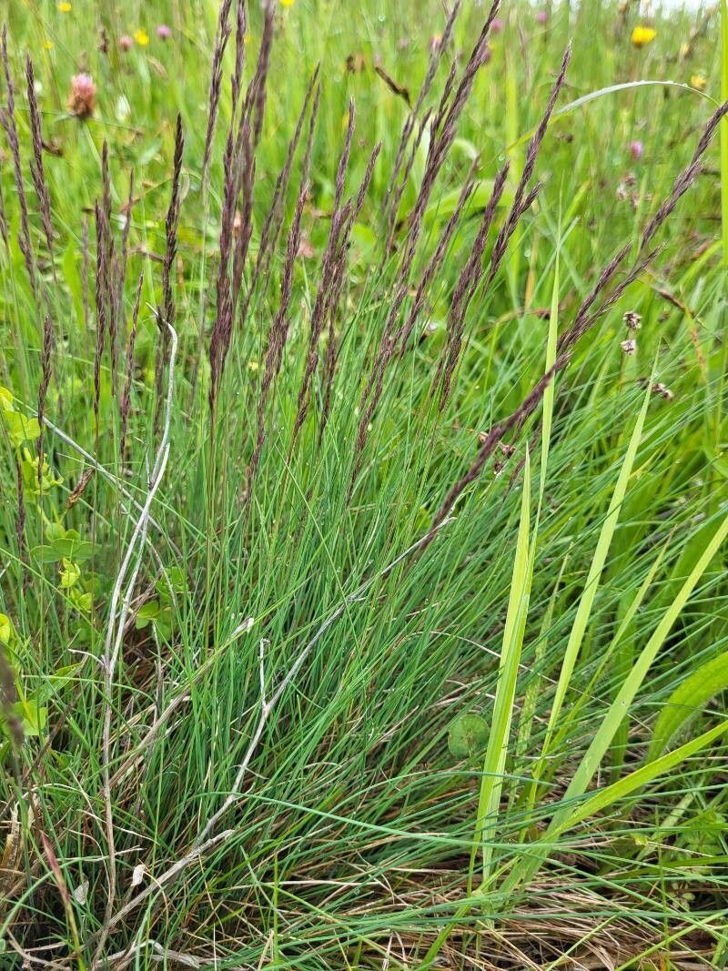 Festuca rupicola (Festuca rupicola)