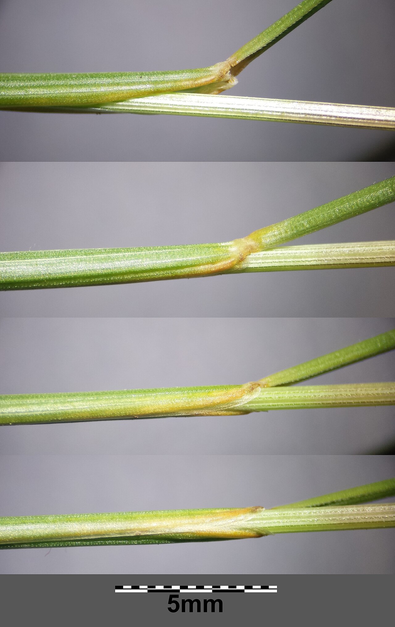 Festuca rupicola: Stem with leaf sheath Taxonym: Festuca rupicola ss Fischer et al. EfÖLS 2008 ISBN 978-3-85474-187-9 Location: Leeberg north-west of Niederhollabrunn, district K