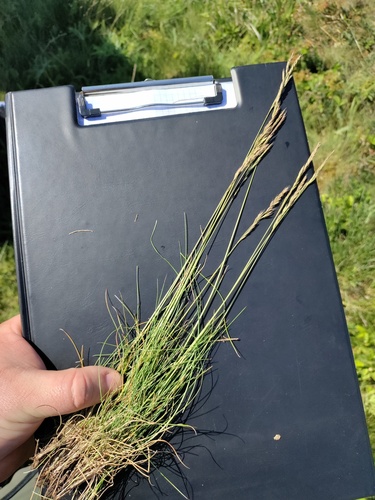 Festuca rupicola (Festuca rupicola)