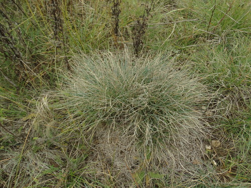 Volga fescue (Festuca valesiaca)