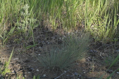 Volga fescue (Festuca valesiaca)