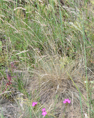 Volga fescue (Festuca valesiaca)
