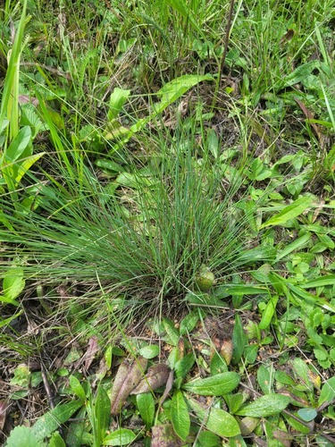 Volga fescue (Festuca valesiaca)