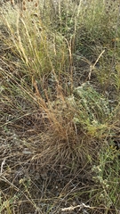 Volga fescue (Festuca valesiaca)