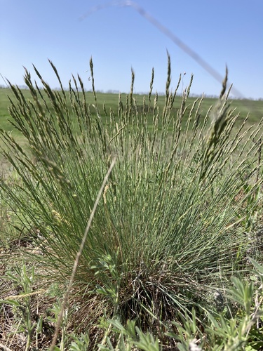 Volga fescue (Festuca valesiaca)