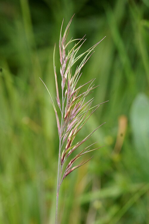 Festuca vivipara: Viviparous Fescue (Festuca vivipara), Baltasound