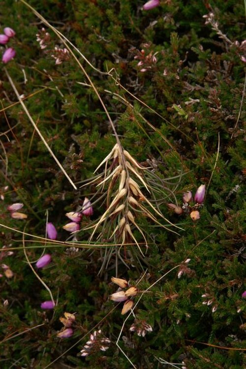 Festuca vivipara: Viviparous fescue (Festuca vivipara) Viviparous means 'live-bearing', a strange epithet to apply to a plant, but the seeds of this grass sprout while still on t