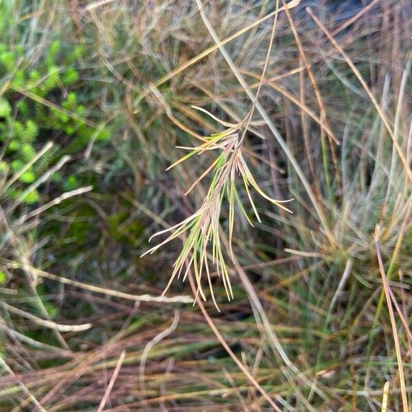 Festuca vivipara (Festuca vivipara)