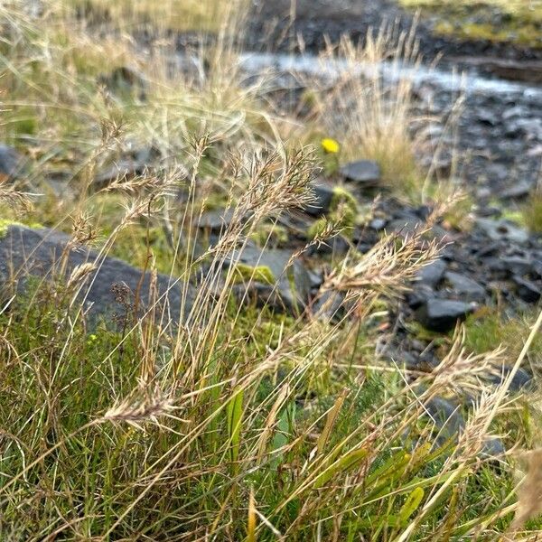 Festuca vivipara (Festuca vivipara)