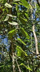 Fevillea passiflora (Fevillea passiflora)