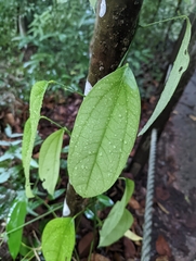 Fibraurea (Fibraurea tinctoria)