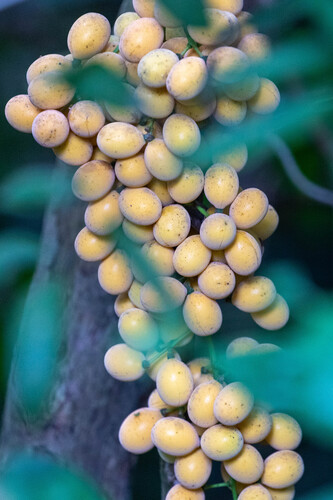 Fibraurea (Fibraurea tinctoria)