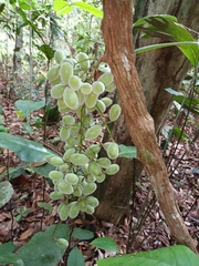 Fibraurea (Fibraurea tinctoria)