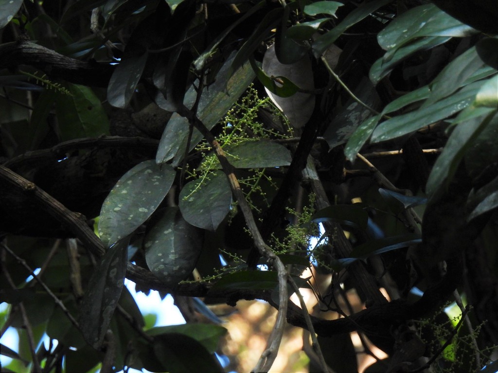 Fibraurea (Fibraurea tinctoria)
