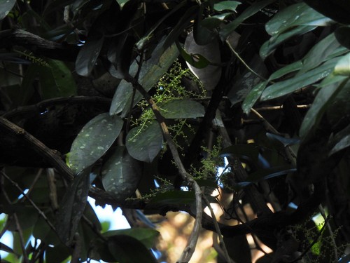 Fibraurea (Fibraurea tinctoria)