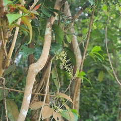 Fibraurea (Fibraurea tinctoria)