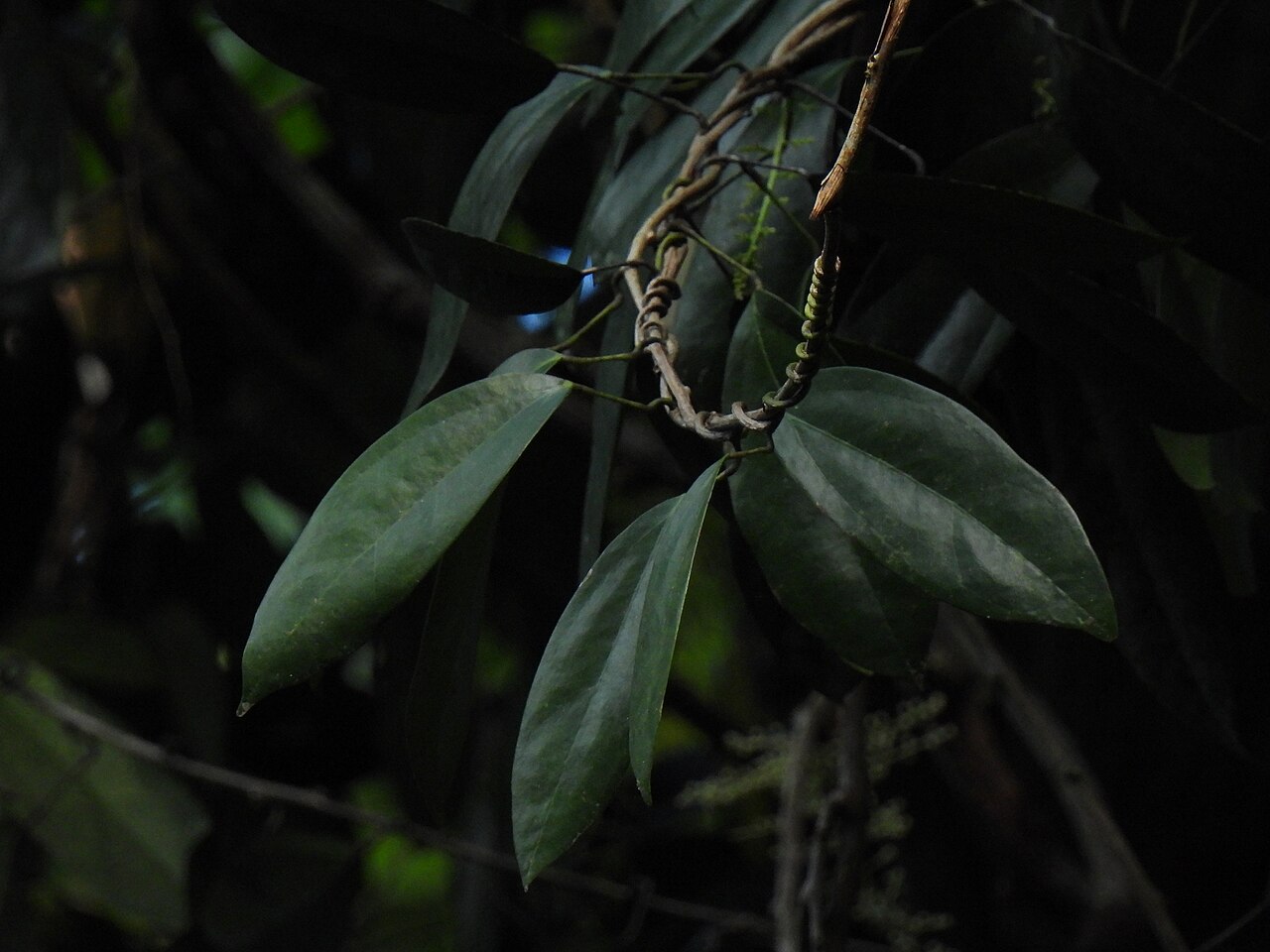 Fibraurea: Fibraurea tinctoria