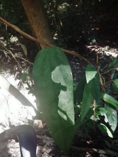 Fibraurea (Fibraurea tinctoria)
