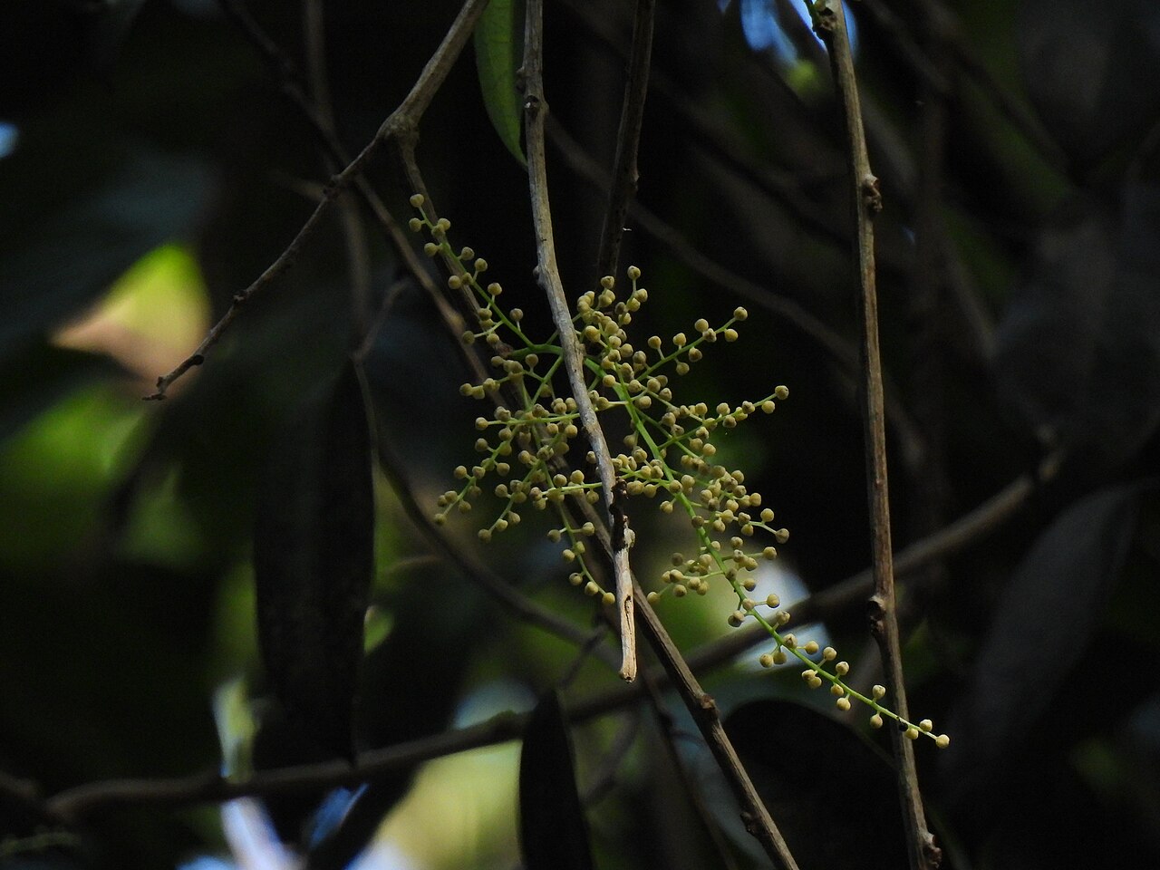 Fibraurea: Fibraurea tinctoria