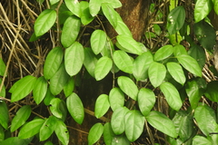 Fibraurea (Fibraurea tinctoria)