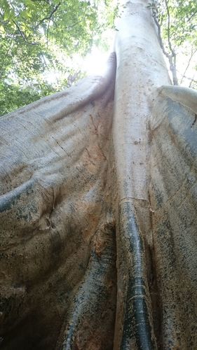 Abbey tree (Ficus albipila)