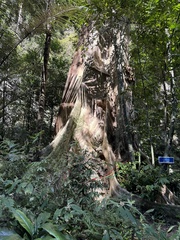 Abbey tree (Ficus albipila)