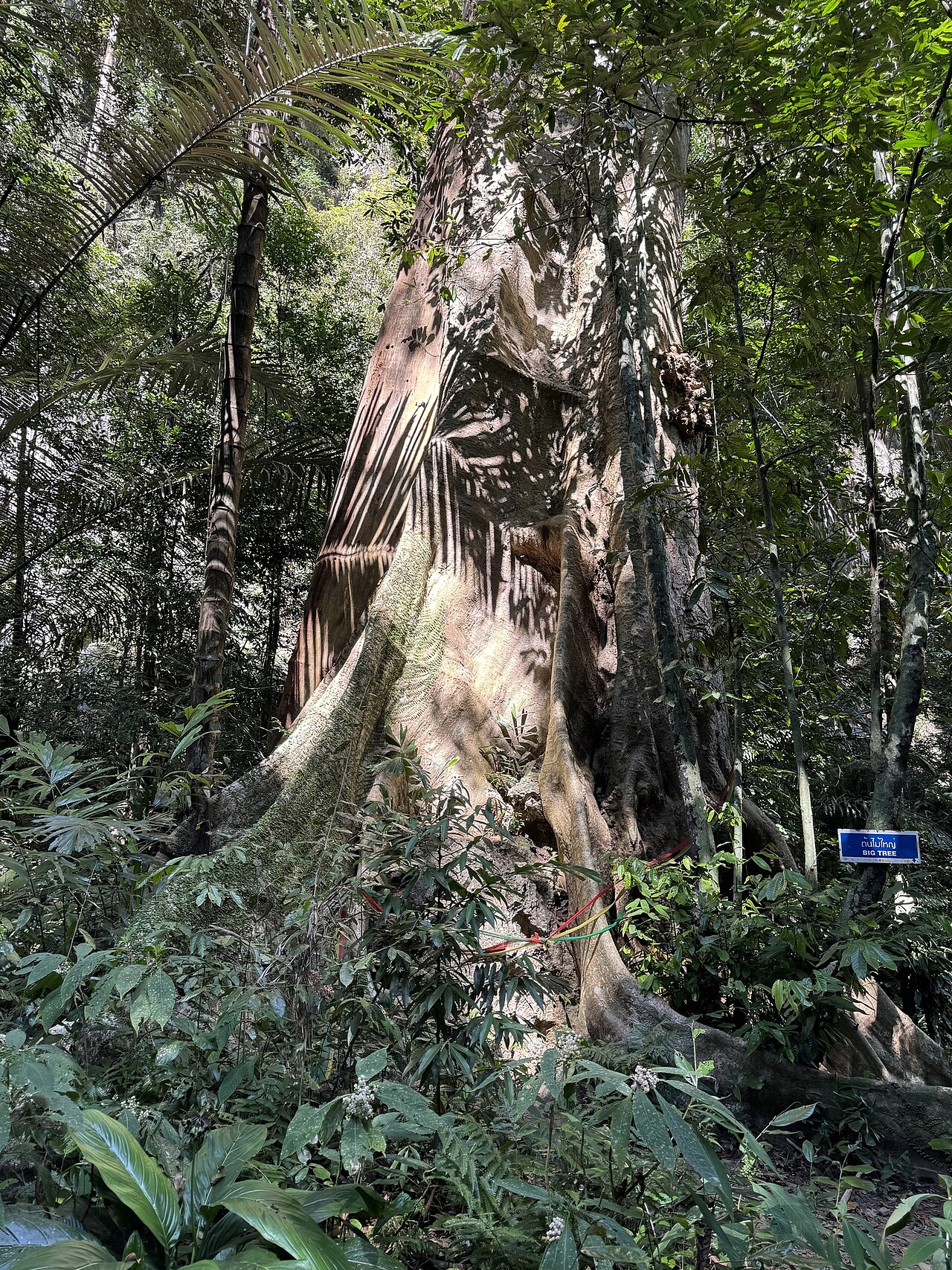 Abbey tree: Abbey Fig ( Ficus albipila ) in Thailand