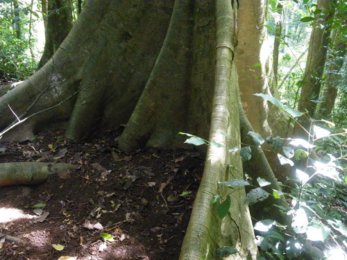 Abbey tree (Ficus albipila)