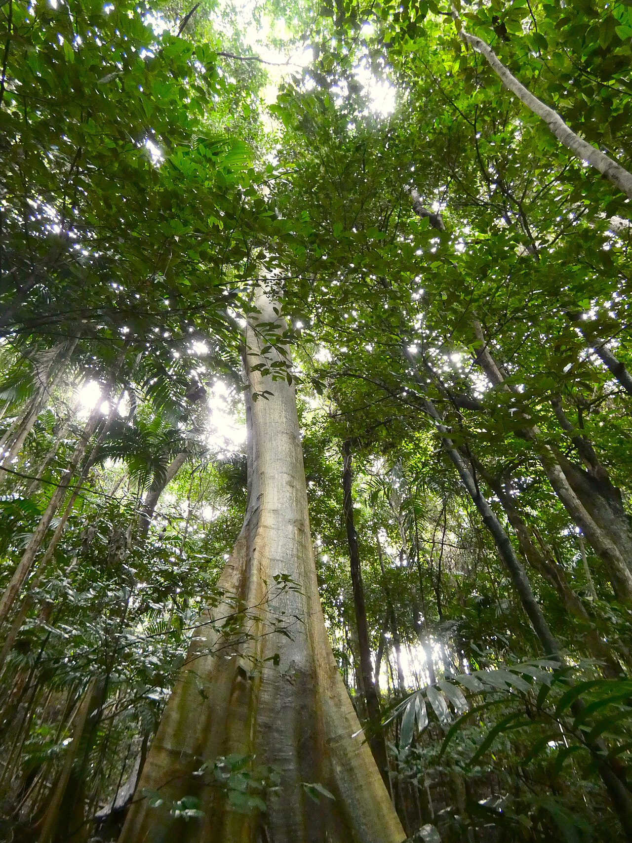 Abbey tree: Ficus albipila in rainforest in Cairns, Queensland
