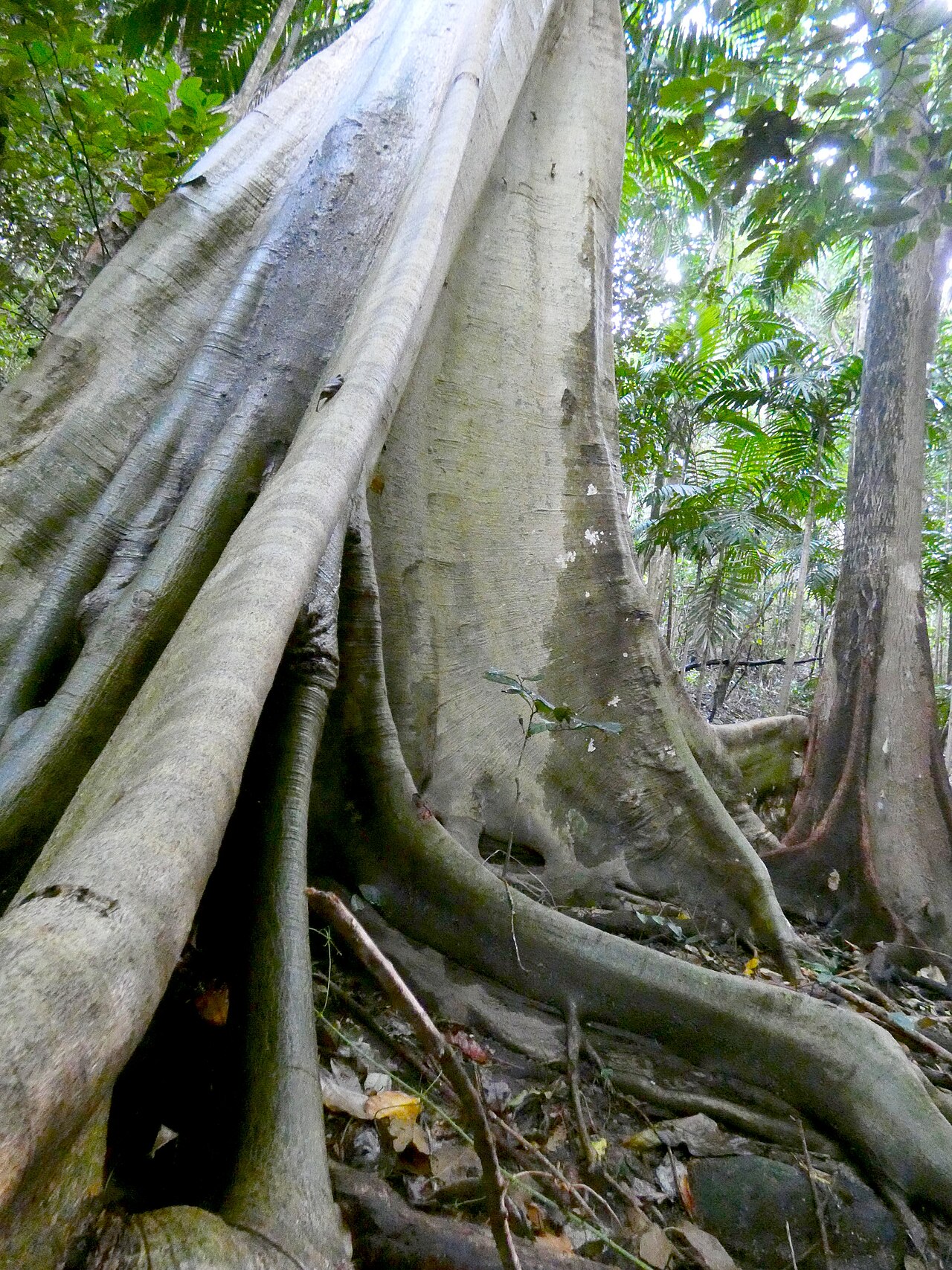 Abbey tree: Ficus albipila in rainforest in Cairns, Queensland