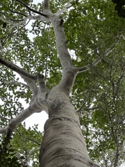 Abbey tree (Ficus albipila)