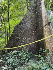 Abbey tree (Ficus albipila)