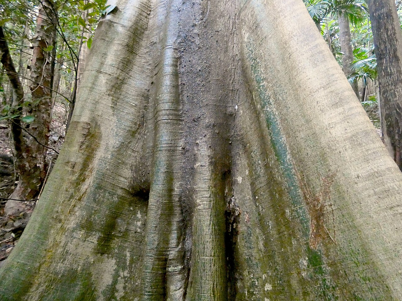 Abbey tree: Ficus albipila in rainforest in Cairns, Queensland